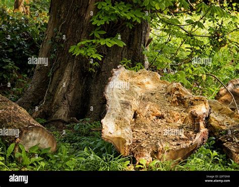 Decomposition and decay .